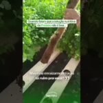 Enraizamento Coentro Hidroponia NFT (PROHIDRO) – Proteto Agrícola Tupã