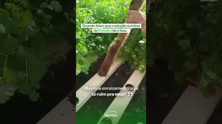 Enraizamento Coentro Hidroponia NFT (PROHIDRO) – Proteto Agrícola Tupã