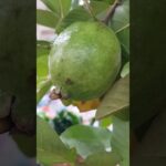 紅肉芭樂（低GI【升糖指數】水果。糖尿病患者可適量食用。 ）-2025.11.12.