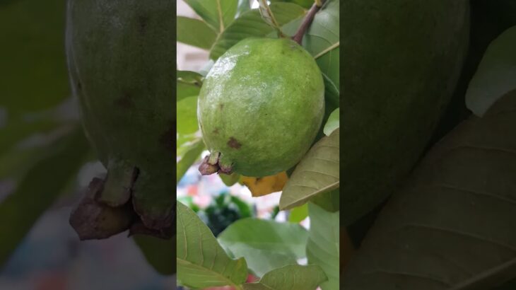 紅肉芭樂（低GI【升糖指數】水果。糖尿病患者可適量食用。 ）-2025.11.12.