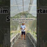 Greenhouse 2 sistem nft #melonhidroponik #kebunmelon #berkebun #budidayatanaman