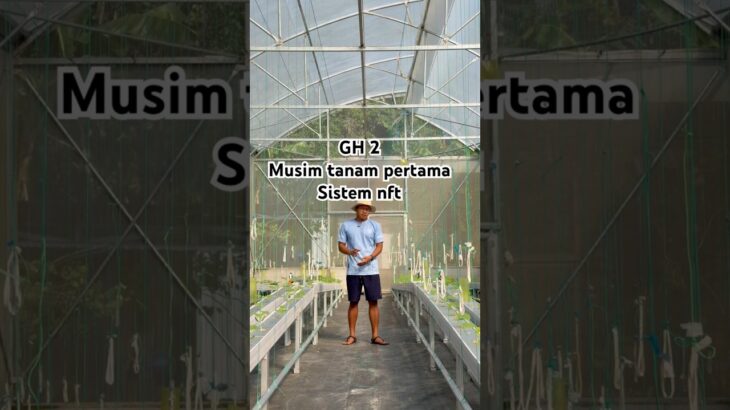 Greenhouse 2 sistem nft #melonhidroponik #kebunmelon #berkebun #budidayatanaman