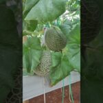 How Kirani & Fujisawa Melons Grow Using NFT Hydroponic System | Hydroponic Melon Farming