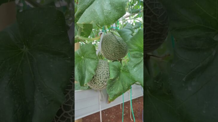 How Kirani & Fujisawa Melons Grow Using NFT Hydroponic System | Hydroponic Melon Farming