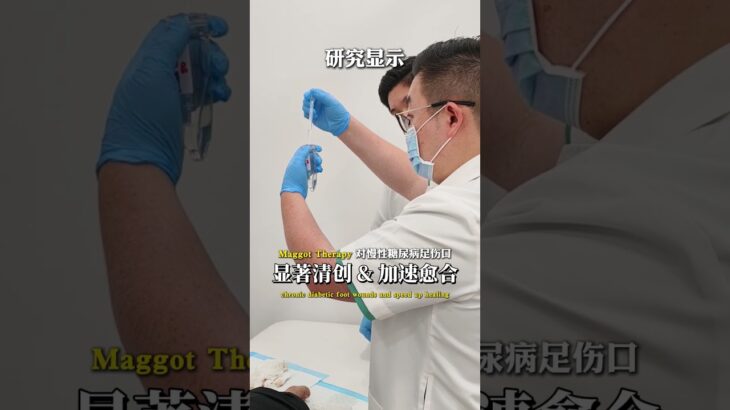 How Maggot Therapy Heals Diabetic Foot Ulcers 蛆虫疗法如何治疗糖尿病足伤口 | Prinz Klinik 品医诊所 #maggottherapy