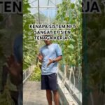 Kenapa perawatan  hidroponik nft pasca panen lebih mudah ? #melonhidroponik #kebunmelon #hidroponik