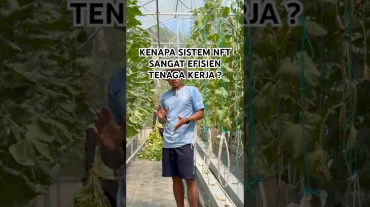 Kenapa perawatan  hidroponik nft pasca panen lebih mudah ? #melonhidroponik #kebunmelon #hidroponik