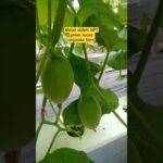 Melon sistem NFT Argaloka Farm