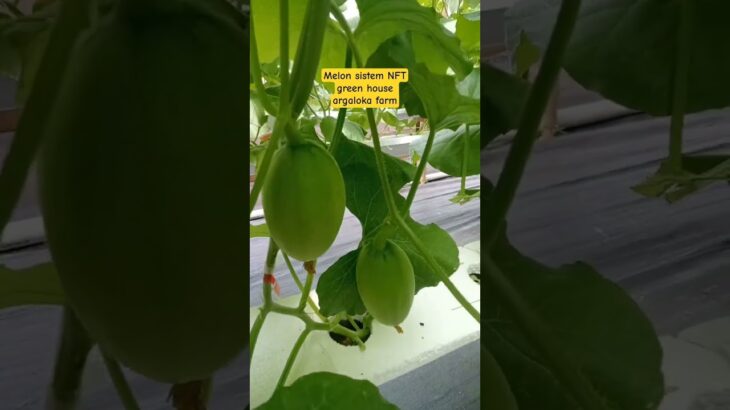 Melon sistem NFT Argaloka Farm