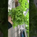 حصادنا المذهل بنظام NFT! (طازجة ومقرمشة)