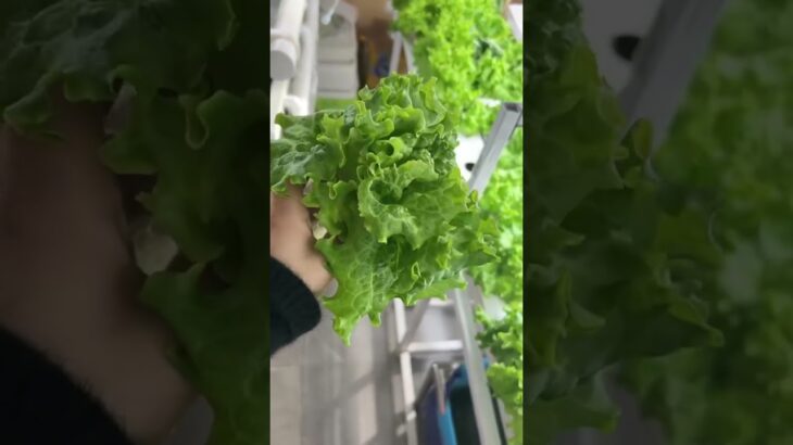 حصادنا المذهل بنظام NFT! (طازجة ومقرمشة)