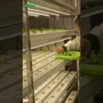 زراعة الورقيات داخل حاوية NFT! الحل الأمثل لمناخ الخليج.