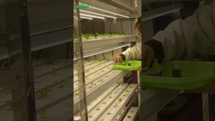 زراعة الورقيات داخل حاوية NFT! الحل الأمثل لمناخ الخليج.