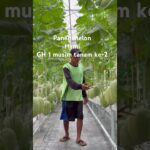 Panen melon #melonhidroponik #buah #kebunmelon #buahbuahansegar #hidroponik #berkebun nft