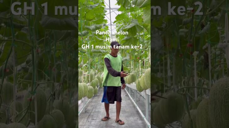 Panen melon #melonhidroponik #buah #kebunmelon #buahbuahansegar #hidroponik #berkebun nft