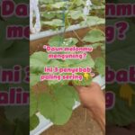 “Penyebab Daun Melon Hidroponik Menguning di Sistem NFT (Wajib Tahu!)”