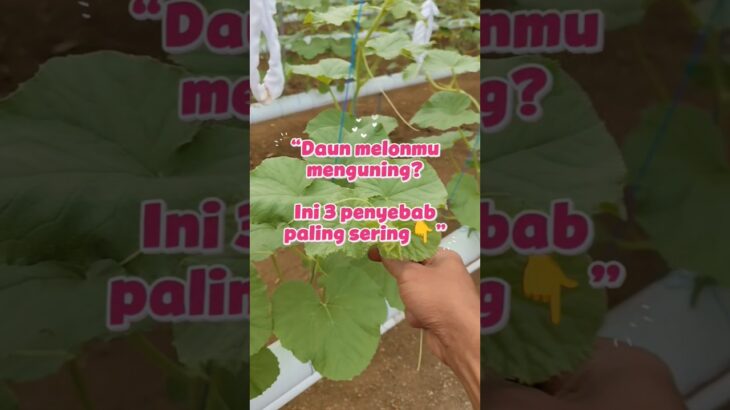 “Penyebab Daun Melon Hidroponik Menguning di Sistem NFT (Wajib Tahu!)”