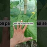 Perkembangan melon di usia 16 Hst (Hari setelah tanam) #melonhidroponik #nft #buahmelon#shortvideo