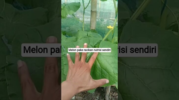 Perkembangan melon di usia 16 Hst (Hari setelah tanam) #melonhidroponik #nft #buahmelon#shortvideo