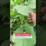Petravany Hydroponic NFT Melon 27 Days Old #hydroponics #ABMixMelonGG #IndonesianAgriculture