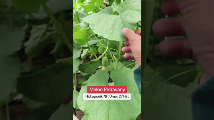 Petravany Hydroponic NFT Melon 27 Days Old #hydroponics #ABMixMelonGG #IndonesianAgriculture