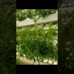 Rosemary ☘️🤷🌿  Hydroponics NFT system vertical farming Rosemary cultivation🌿😍#Hydroponics #herbs #yt