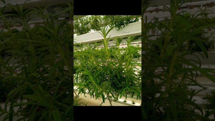 Rosemary ☘️🤷🌿  Hydroponics NFT system vertical farming Rosemary cultivation🌿😍#Hydroponics #herbs #yt