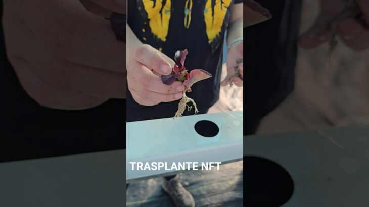 TRASPLANTE NFT