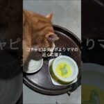 コチャピはダンボよりママの近くに寝る #元野良猫 #糖尿病網膜症 #cat