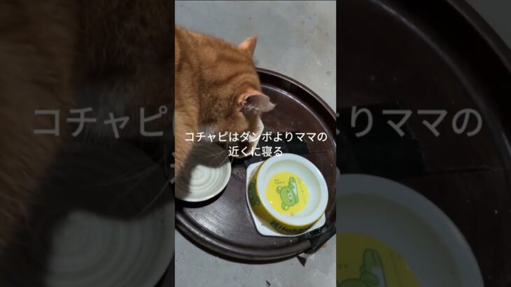 コチャピはダンボよりママの近くに寝る #元野良猫 #糖尿病網膜症 #cat