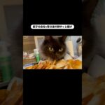 「鯛塩」人気恐るべし！　#猫, #cat ,#変形関節症 ,#猫糖尿病 ,#FIP ,#保護猫 ,#地域猫,#ペットロス ,#猫との絆,#ハチワレ,#スコティッシュフォールド,