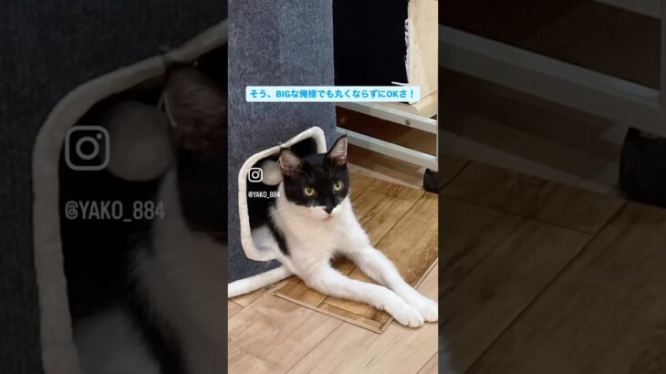 ちよちゃんはみ出てる　#猫, #cat ,#変形関節症 ,#猫糖尿病 ,#FIP ,#保護猫 ,#地域猫,#ペットロス ,#猫との絆,#ハチワレ,#スコティッシュフォールド,