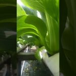 hidroponik pakcoy siap panen #hydroponics  #nft