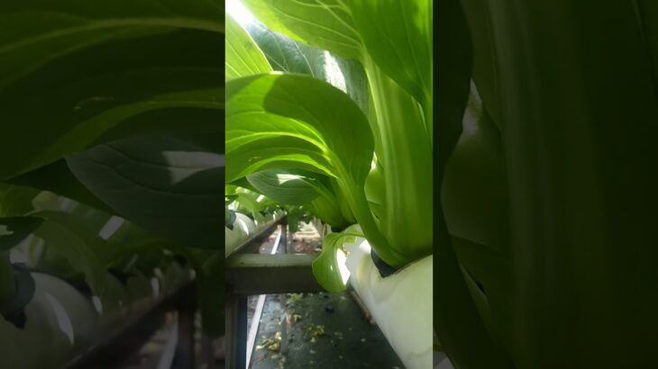 hidroponik pakcoy siap panen #hydroponics  #nft