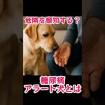 危険を察知する？糖尿病アラート犬とは #shorts #犬 #犬の雑学 #犬のいる暮らし #すごい #雑学  #豆知識 #dog #糖尿病
