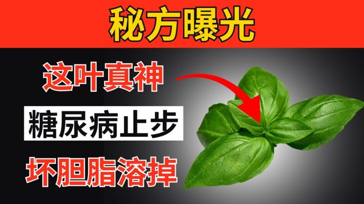 奇迹！一張葉仔就會摧毁糖尿病、打倒坏胆固醇佮消除大肚腩！｜长者健康