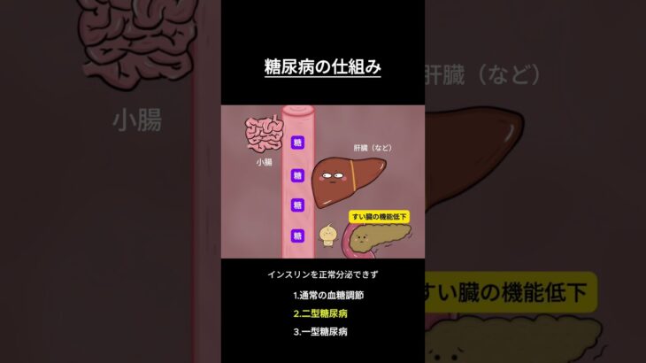 糖尿病の仕組み  #解剖生理学