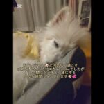 糖尿病おじいちゃん🐶パオ