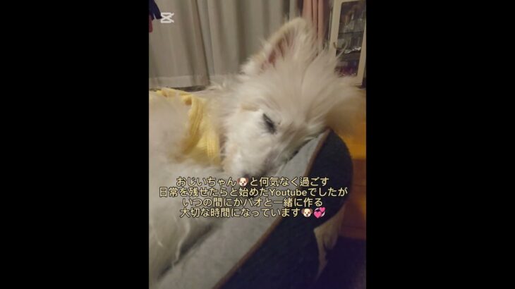 糖尿病おじいちゃん🐶パオ