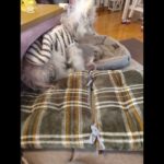 糖尿病おじいちゃん🐶パオ