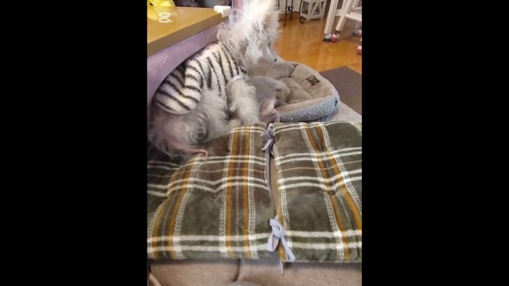 糖尿病おじいちゃん🐶パオ