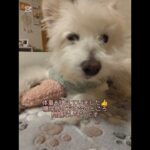 糖尿病おじいちゃん🐶パオ