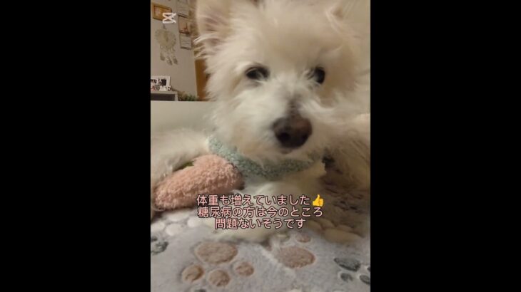 糖尿病おじいちゃん🐶パオ