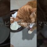 コチャピと仲良しのママです #元野良猫 #糖尿病網膜症 #猫のいる暮らし