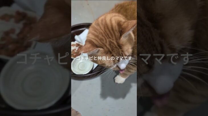 コチャピと仲良しのママです #元野良猫 #糖尿病網膜症 #猫のいる暮らし