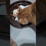 朝寒くて起きるのがだんだんたいへんだな #猫のいる暮らし  #糖尿病網膜症  #元野良猫