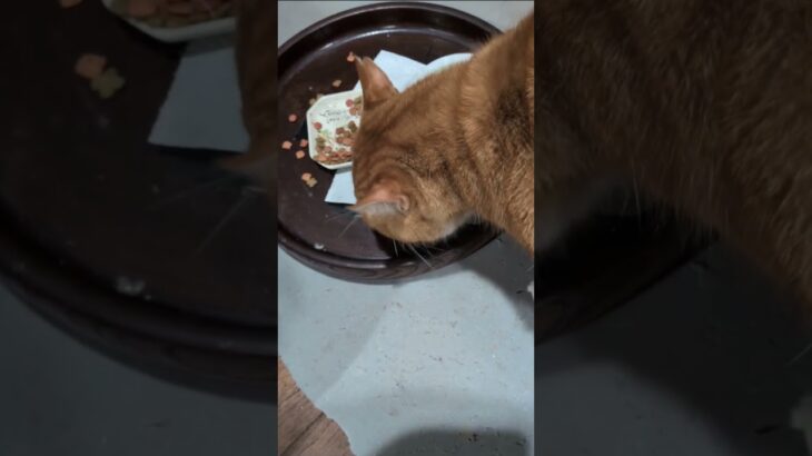 朝寒くて起きるのがだんだんたいへんだな #猫のいる暮らし  #糖尿病網膜症  #元野良猫