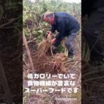 天然のインシュリン「菊芋」はじまりました #松孝 #菊芋 #糖尿病