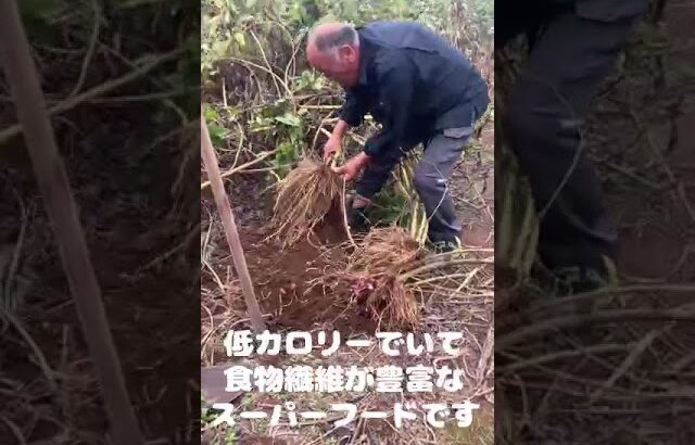 天然のインシュリン「菊芋」はじまりました #松孝 #菊芋 #糖尿病