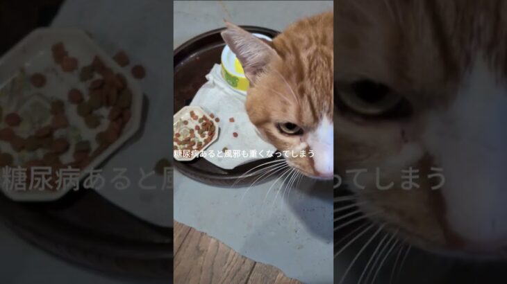 糖尿病あると風邪も重くなってしまうと思いました #元野良猫 #糖尿病網膜症 #猫のいる暮らし